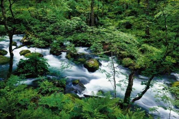 癒しの夏旅・1 木漏れ日と川のせせらぎを感じて。苔観察も楽しい、奥入瀬渓流。