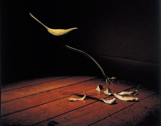 朝ドラ『らんまん』主人公のモデル・牧野富太郎博士の植物図も！ 「植物と歩く展」開催