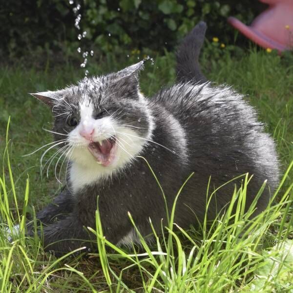 自己肯定感高めです…飼い主に溺愛される猫さまのお尻、舌先、鼻、性格も！