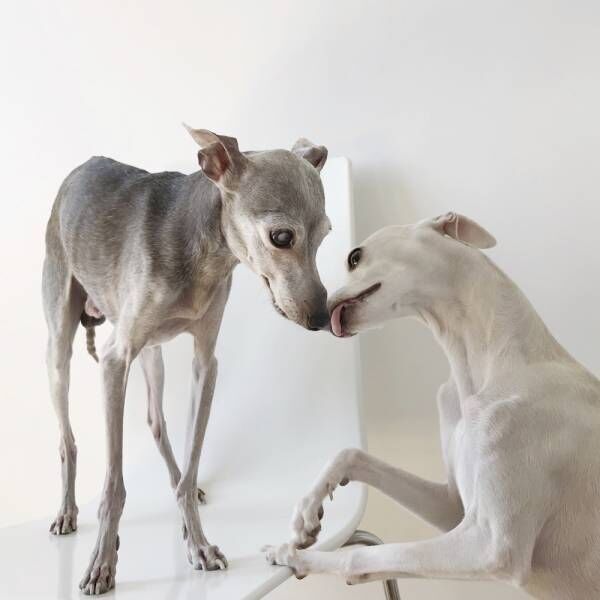 飼い主の心を掌握！…賢すぎる犬さまがおねだりする時に絶対しないこととは