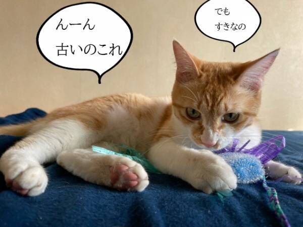 【シン・猫さま占い】大幸運をキャッチする猫さまは？ 8月21日から8月27日運勢ランキング