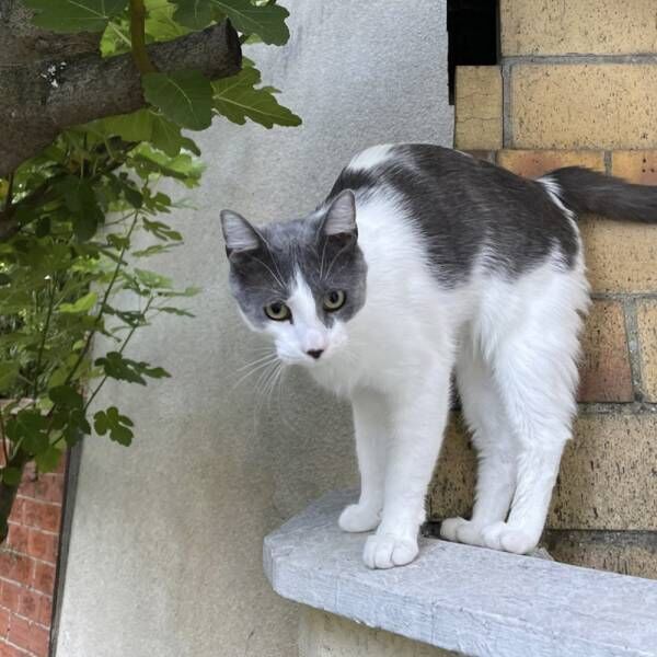 飼い主家族は僕が守る…パトロールが欠かせない勇敢な猫さまの一面とは