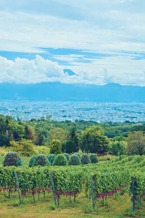 “日本育ち”のワインに酔いしれたい！ 五感で楽しむ“山梨ワイナリー旅”へ