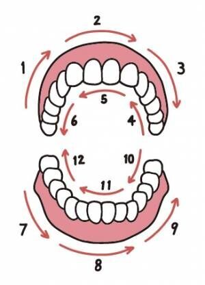 歯ブラシは「シャカシャカ」音を立てないのが正解！ 正しい歯みがきを歯科医が伝授