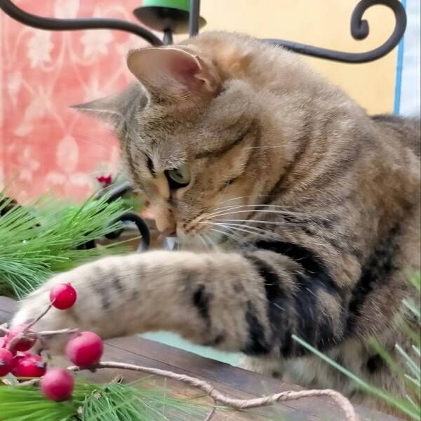 飼い主だけが見られる…ヘソ天時に確認できる猫さまのチャームポイントとは