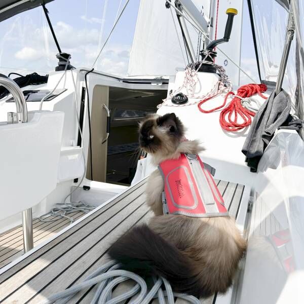 実は陸より水上のほうが得意！…冒険家な猫さまがヨットの上で必ずすることとは