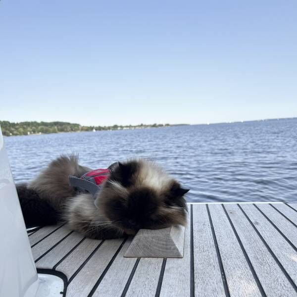 実は陸より水上のほうが得意！…冒険家な猫さまがヨットの上で必ずすることとは