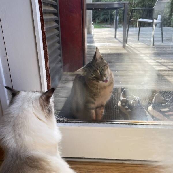 猫さまとの生活で活気が…80歳の老夫婦が猫さまを引き取った運命的なきっかけとは