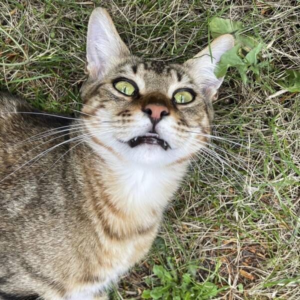 猫さまとの生活で活気が…80歳の老夫婦が猫さまを引き取った運命的なきっかけとは