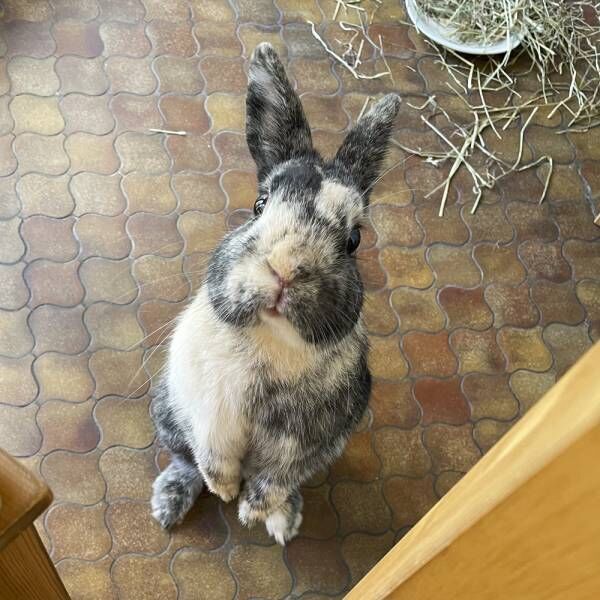 飼い主パパが見つけたのは運命かも…ウサギさまが家族になった驚きの経緯とは