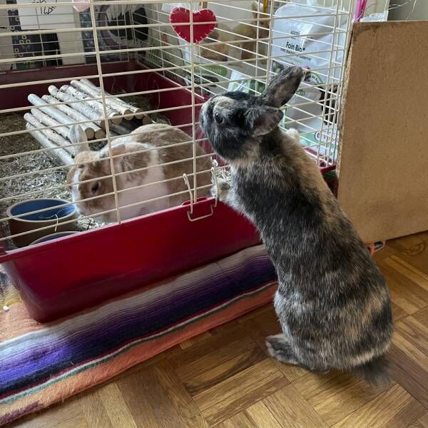 飼い主パパが見つけたのは運命かも…ウサギさまが家族になった驚きの経緯とは