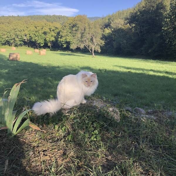 飼い主たちとのおしゃべりが大好き！…猫さまの驚くべきコミュニケーション能力