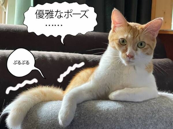 【シン・猫さま占い】「大幸運をキャッチする」猫さまは？ 2024年2月5日から2月11日運勢ランキング