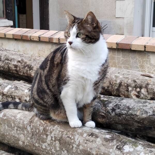 日々夜遊びが欠かせません…ぽっちゃり猫さまが家族に持ち帰る手土産とは