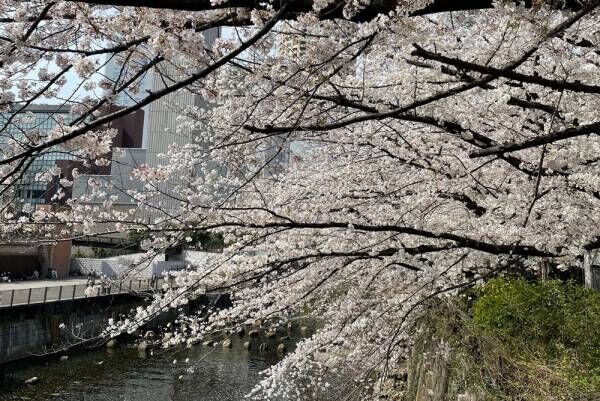 【京都】醍醐寺ではお抹茶をいただくのが正解…女性約200人に聞いたオススメの「桜スポット」20選