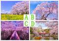 どの桜景色に惹かれる？【心理テスト】答えでわかる「あなたの深層心理」