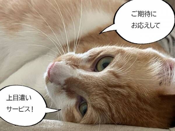 【シン・猫さま占い】超絶最高の幸運が降ってくる猫さまは？ 5月13日から5月19日の運勢ランキング！