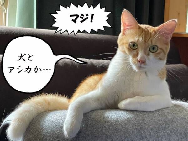 【シン・猫さま占い】最強の幸運で満ちあふれそうな猫さまは？ 6月3日から6月9日の運勢ランキング！