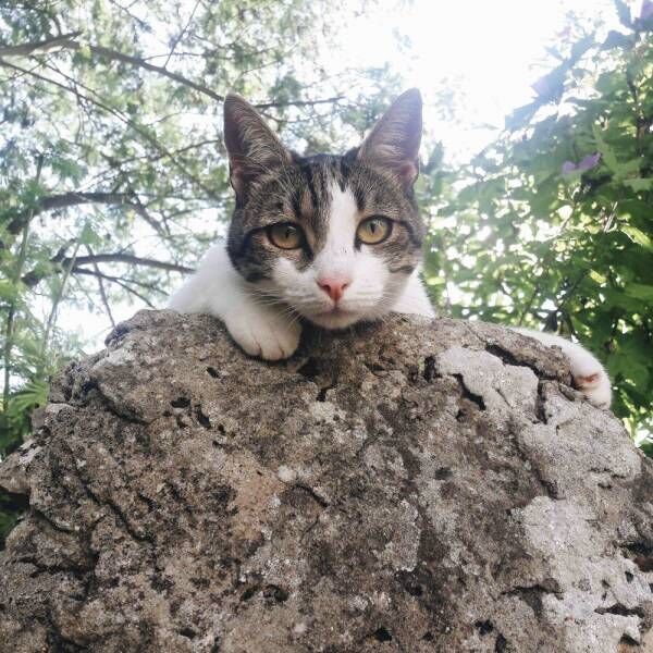 奇跡！ 2回の迷子でも無事帰宅…トラブル後の猫さまの驚くべき変化とは