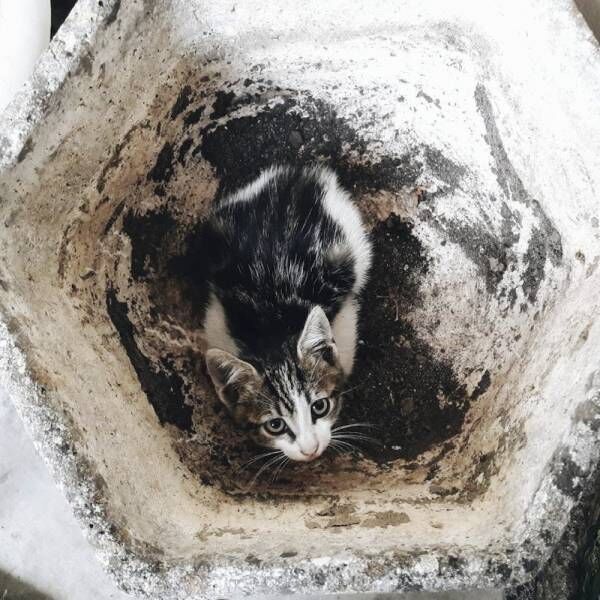 奇跡！ 2回の迷子でも無事帰宅…トラブル後の猫さまの驚くべき変化とは