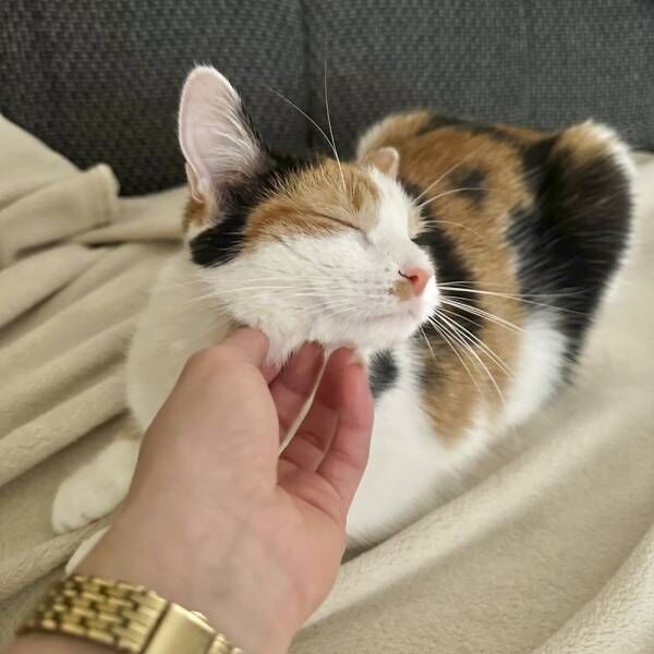 超絶美人三毛猫さま！ 飼い主をメロメロにする甘えん坊っぷり