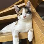 超絶美人三毛猫さま！ 飼い主をメロメロにする甘えん坊っぷり