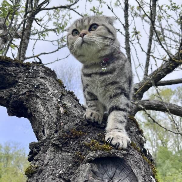 あざとさウエルカム…飼い主が毎度撃沈する子猫さまならではのサイレントニャー