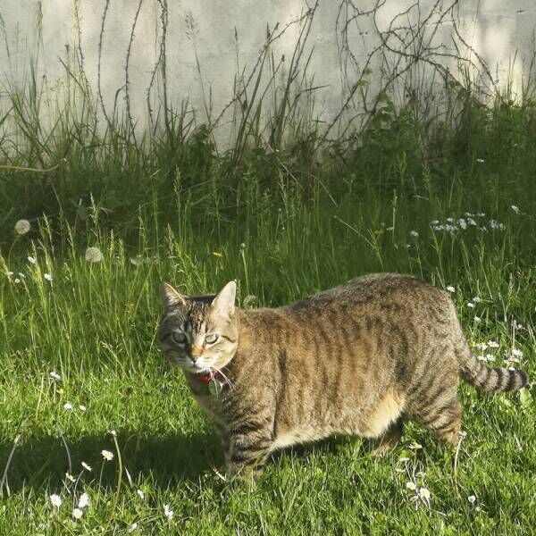 お土産はネズミだけじゃないのよ…飼い主が絶叫する猫さまの得意技とは