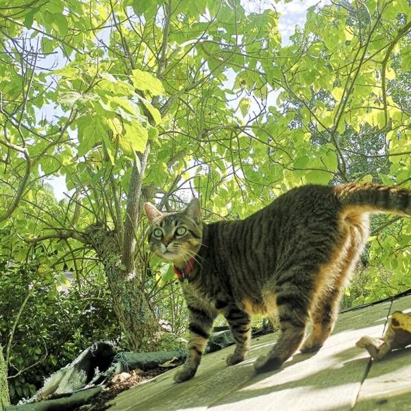 お土産はネズミだけじゃないのよ…飼い主が絶叫する猫さまの得意技とは