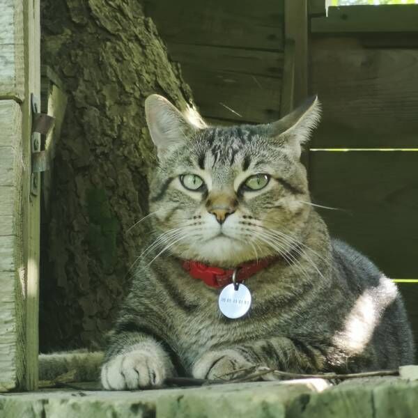 お土産はネズミだけじゃないのよ…飼い主が絶叫する猫さまの得意技とは