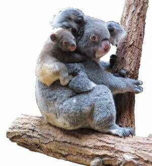 今しか見られないキュートな姿に注目！ 動物の赤ちゃんがいる全国の“動物園&amp;水族館”