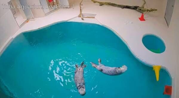 今しか見られないキュートな姿に注目！ 動物の赤ちゃんがいる全国の“動物園&amp;水族館”