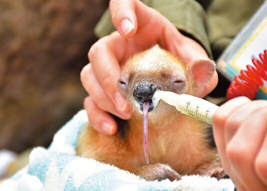 今しか見られないキュートな姿に注目！ 動物の赤ちゃんがいる全国の“動物園&amp;水族館”