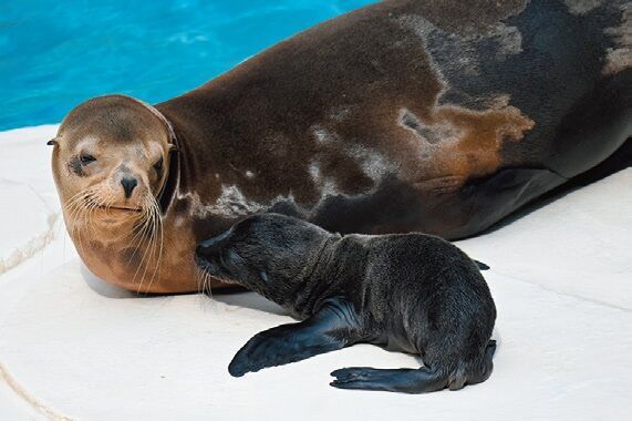 今しか見られないキュートな姿に注目！ 動物の赤ちゃんがいる全国の“動物園&amp;水族館”