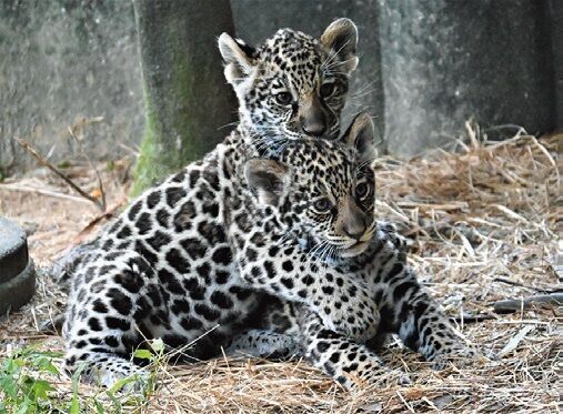 今しか見られないキュートな姿に注目！ 動物の赤ちゃんがいる全国の“動物園&amp;水族館”