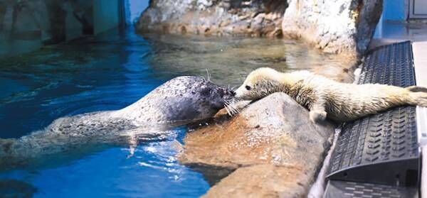 今しか見られないキュートな姿に注目！ 動物の赤ちゃんがいる全国の“動物園&amp;水族館”