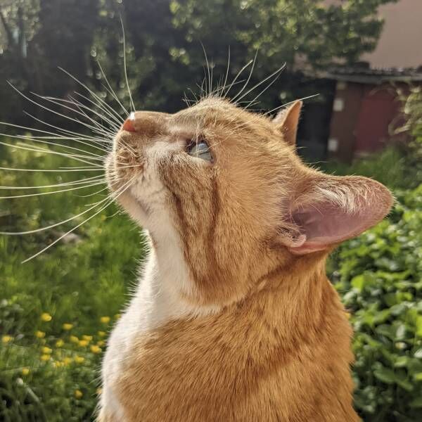 会えなくて寂しかった…バカンス後の飼い主と久々に会った猫さまたちの態度