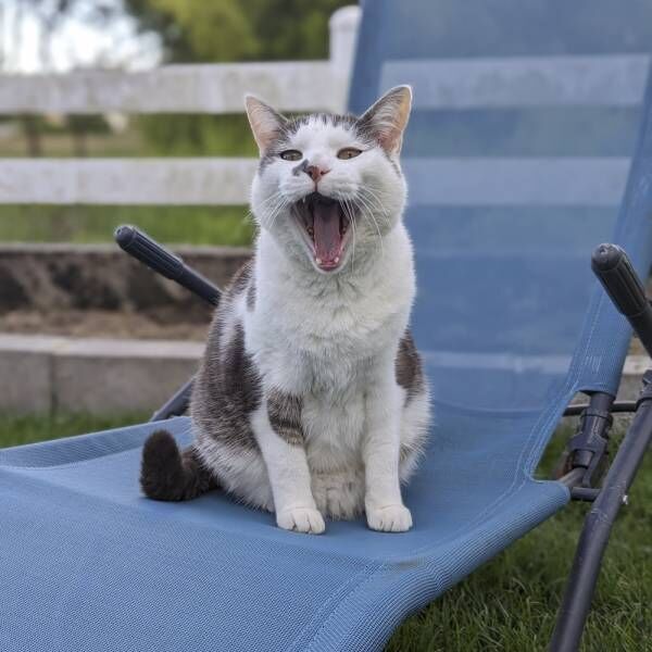 会えなくて寂しかった…バカンス後の飼い主と久々に会った猫さまたちの態度