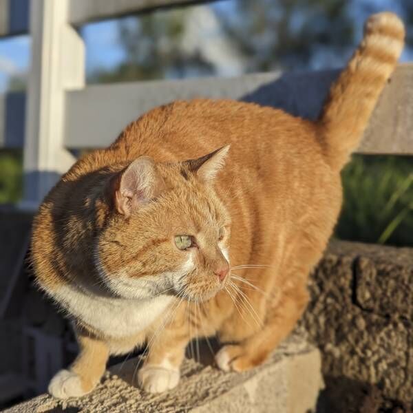 会えなくて寂しかった…バカンス後の飼い主と久々に会った猫さまたちの態度