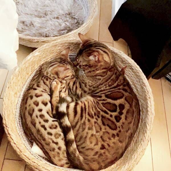 朝食のあとは大運動会！ 飼い主を深い悲しみから救った5名の猫さまたち