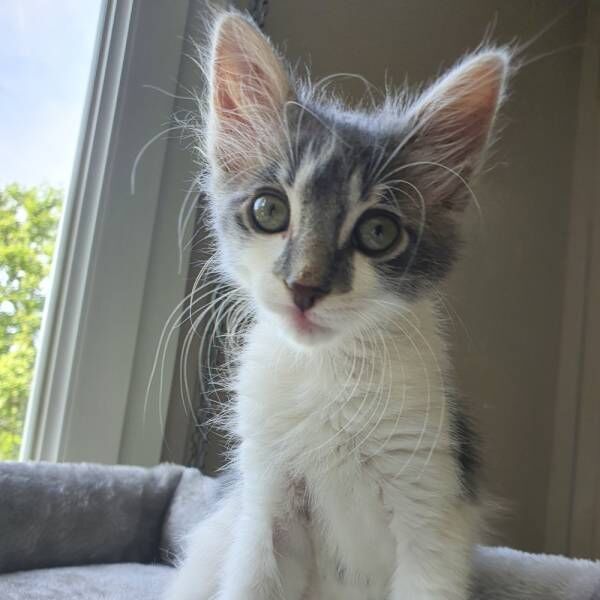 ゴロンしたときだけ見えるよ…飼い主がお気に入りの猫さまのチャームポイントとは