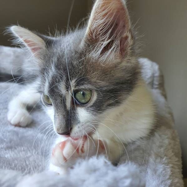 ゴロンしたときだけ見えるよ…飼い主がお気に入りの猫さまのチャームポイントとは