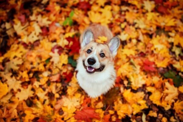 【9/25～10/1の運勢】12星座占い「最高の幸運を掴み取りそう」なのは誰？