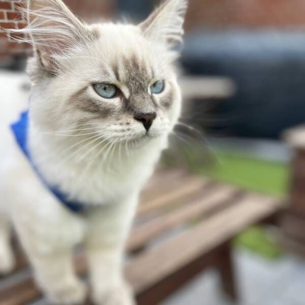 写真ばかり撮らないでもっと…甘えん坊の猫さまが飼い主にしてもらいたいこととは