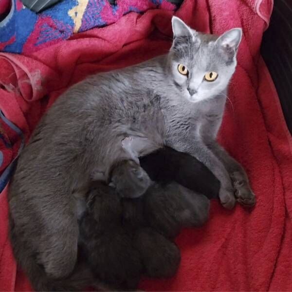 おもしろいほど子猫さまがよく釣れる…生後3か月の猫さまたちが群がるモノとは