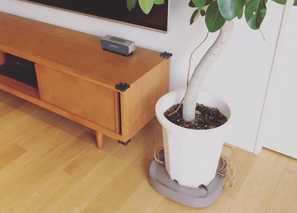 植物のお手入れが変わる！　「tidy」で始める快適ボタニカルライフ[PR]