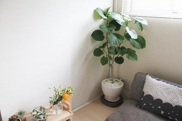 植物のお手入れが変わる！　「tidy」で始める快適ボタニカルライフ[PR]