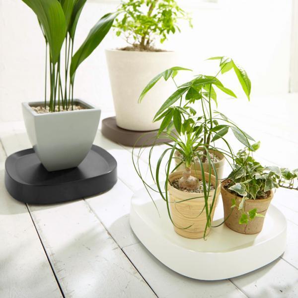 植物のお手入れが変わる！　「tidy」で始める快適ボタニカルライフ[PR]