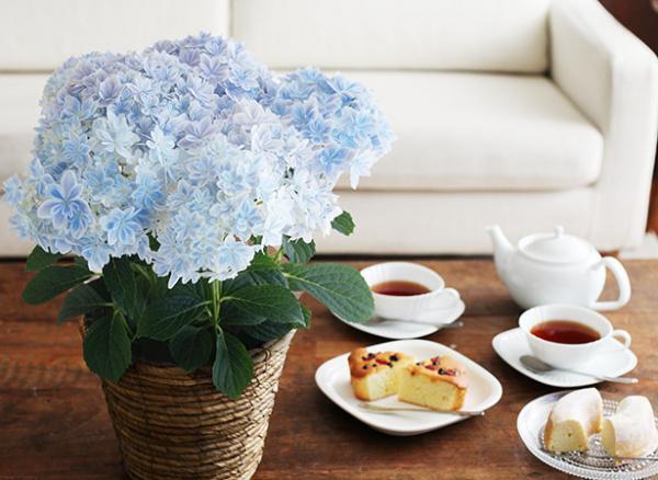 【母の日コラム】伝えたい「ありがとう」の気持ち[PR]