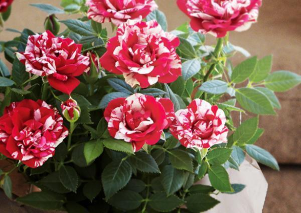 【母の日コラム】もうすぐお母さんになる私の母の日デビュー[PR]